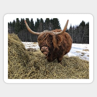 Scottish Highland Cattle Cow 2323 Sticker